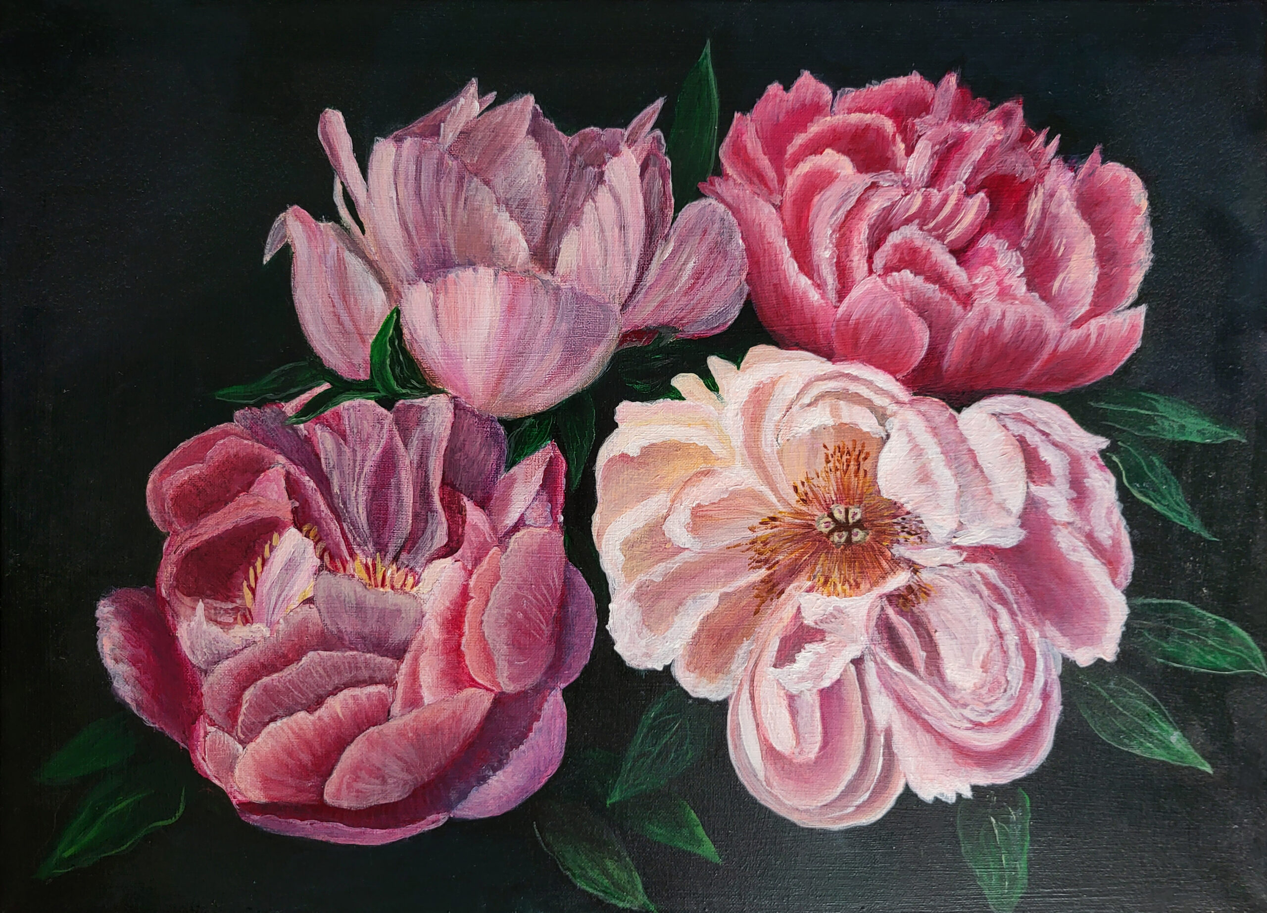 Peonia con hojas verdes sobre fondo oscuro. 50x70cm Peonia con hojas verdes sobre fondo oscuro. 50x70cm