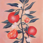 Ilustración de rama con hojas oscuras, flores blancas y frutas cítricas rojas sobre fondo rosa.